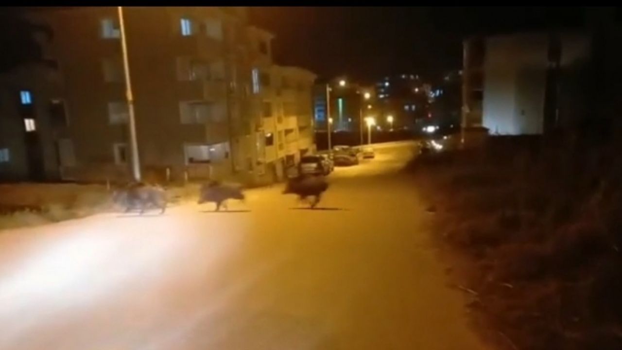 Yerleşim merkezine inen domuz sürüsü görüntülendi