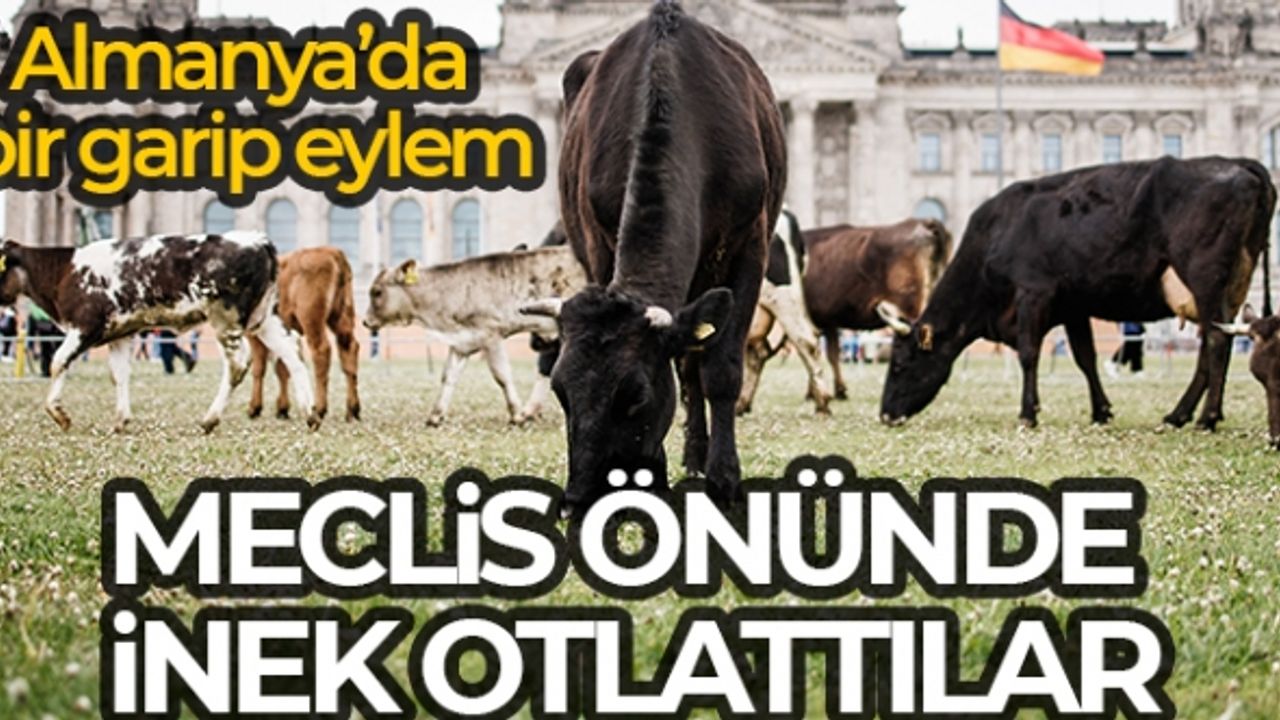 Almanya'da aktivistler meclis önünde inek otlattı