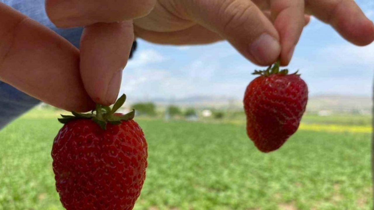 Ana yolda araçları durduran lezzet: Kuyulu çileği görücüye çıktı