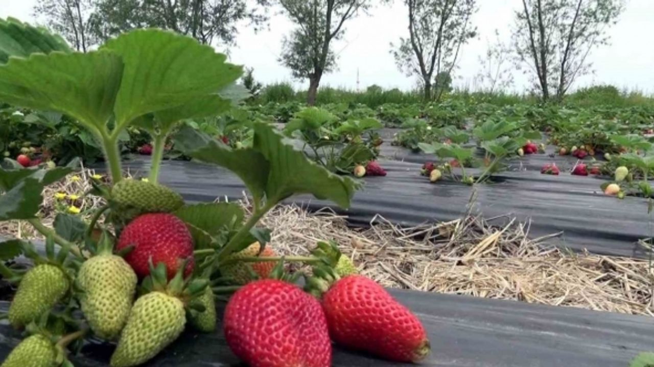 Bu çilek hem daha aromatik hem de daha uzun ömürlü