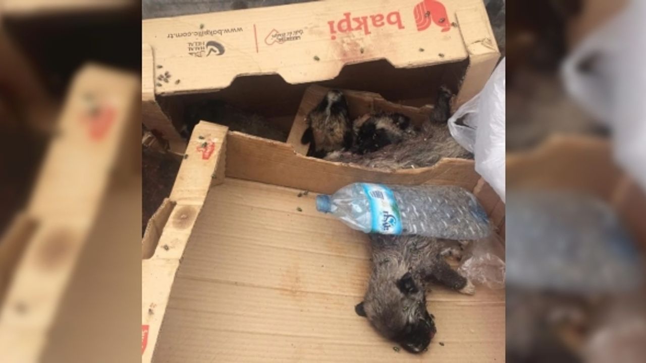 Burdur’da 6 köpek yavrusu vurularak öldürülmüş halde bulundu