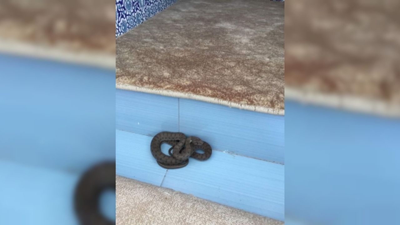 Camiye giren yılan tedirgin etti