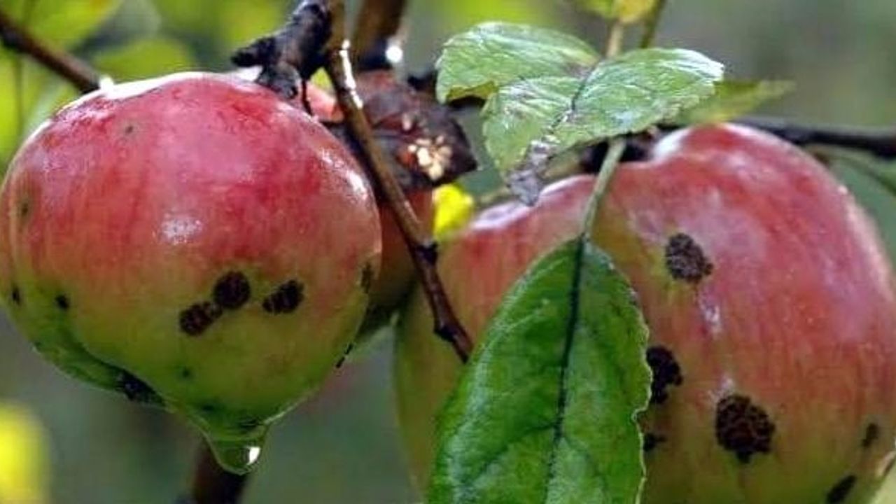 Elma, armut ve şeftali üreticilerinin alması gereken acil önlemler