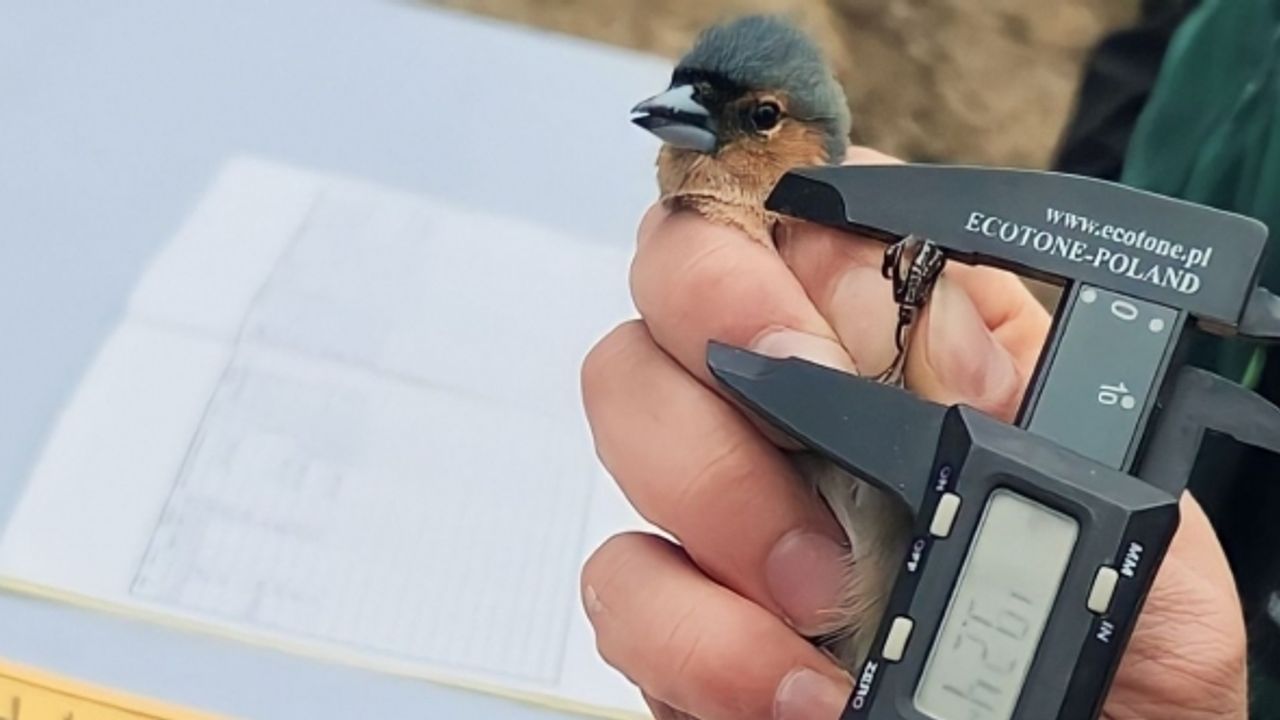 Kuşların türlerini ve rotalarını belirleyecek çalışma: Halkalama istasyonu