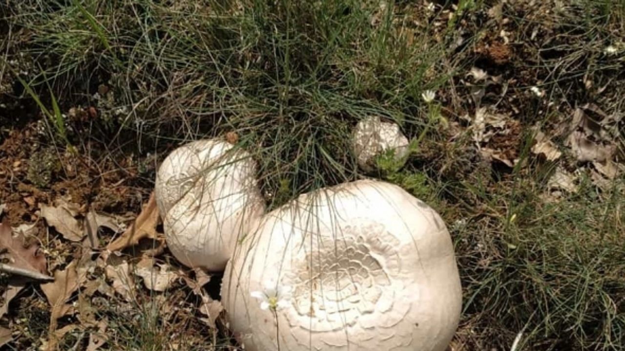 Kütahya’da bir süredir etkili olan yağışlar nedeniyle mantar bereketi yaşanıyor