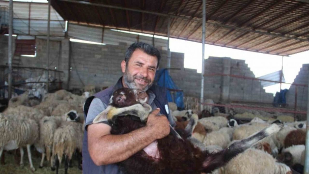 Telef olan hayvanlarının yerine yenisi verilen depremzede: "Gel koyununu al dediler, şok yaşadım"