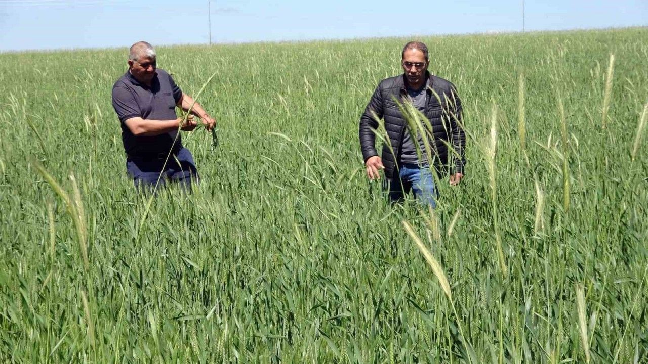 Yozgat’ta buğday alım fiyatı çiftçiyi sevindirdi