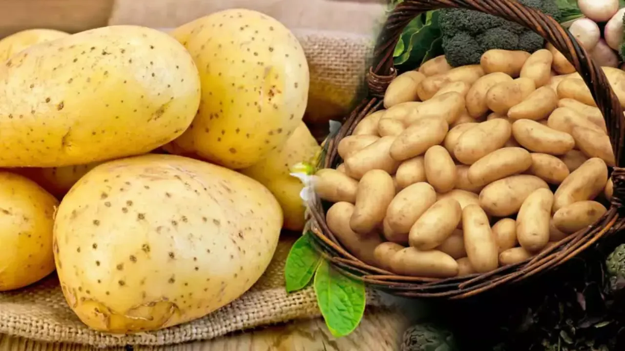 Türkiye’nin patates ihtiyacı, Kapadokya’daki depolardan karşılanıyor