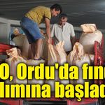 TMO, Ordu'da fındık alımına başladı