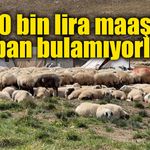 Çobana 150 bin lira maaş veriliyor, yine de üretici aradığını bulamıyor