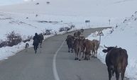 Yaylacıların dönüş yolu çilesi!