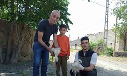Yaralı bulunan yavru leylekler tedavi altına alındı