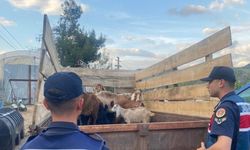 Bilecik’te ormanda kaybolan 11 küçükbaş hayvanı jandarma buldu