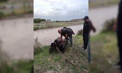 Sulama barajına düşen at kurtarıldı
