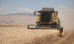 Buğday tarlalarında hasat mesaisi