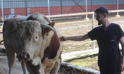 İkinci el otomobil fiyatına boğa alıcısını bekliyor