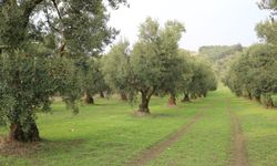 Dökme ve varil zeytinyağı ihracatına fon kesintisi
