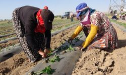 Bu sıcakta çalışılır mı demeyin! Sizin için çalışanlar var...
