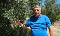 İklim değişikliği zeytinyağını da vurdu