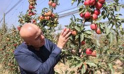 Karaman’da 55 gün sürecek elma hasadı başladı!