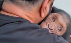 Bakıcısından 1 hafta ayrı kalan yavru maymunun sevincine bakın...