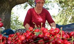 Olumsuz iklim şartlarına rağmen kiraz ve domates ihracatında rekor