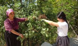Adana'da “Menengiç” hasadı başladı