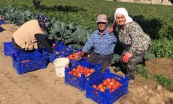 Domateste güz hasadı başladı ama üretici memnun değil!