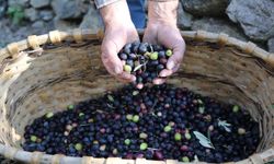 Artvin’in Yusufeli ilçesinin ödüllü Butko zeytininin hasadına başlandı