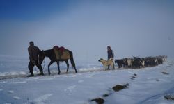 Keçi sürüsünün kar üzerinde 4 saatlik zorlu yolculuğu