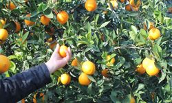Bahçede 3 TL, markette 45 TL!