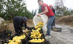200 bin ton rekolte beklenen limonda çiftçiye önemli destek