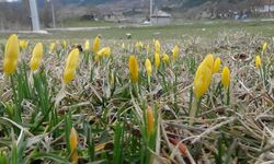 Bolu'da mevsimler karıştı: Bahar çiçekleri açtı