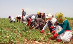 Mevsimlik tarım işçilerinin ortalama günlük ücretleri yüzde 114,6 arttı
