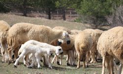 Süt kuzuları onlarca koyun arasında annelerini nasıl tanıyor?