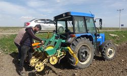 Muş Ovası’nda 635 bin ton şeker pancarı üretimi hedefleniyor