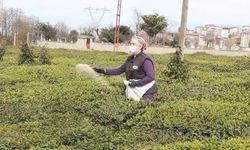 Çay üreticilerine “Ayağımızı denk alalım, çayımızı budayalım” uyarısı