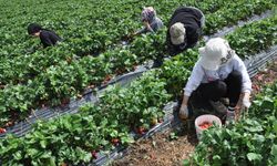 Devlet desteğiyle kurulan çilek bahçeleri yüzlerce kadına iş olanağı sağlıyor