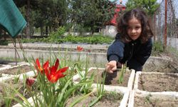 Yitik Türk lalesi olarak kayıtlara geçmişti, Amasya'da sadece 10 gün çiçek açıyor