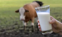 Toplanan inek sütü miktarı yüzde 7,7 arttı
