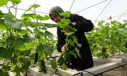 Topraksız tarımla 26 günde salatalık, 30 günde marul üretiyor