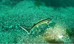 Nesli 200 milyon yıl öncesine dayanıyor: Ordu'da nesli tehlike altında olan ‘Mersin balığı' görüntülendi
