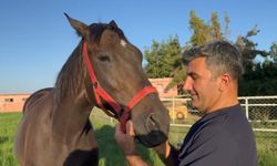 Milyonluk Arap ve İngiliz yarış atları Şanlıurfa'da yetişiyor