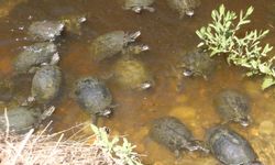 Fethiye Belediyesi, su kaplumbağalarını ölüme mi terk ediyor?