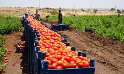 Tarlada 5 TL'den satılan domatesin kavurucu sıcak altında hasadı başladı