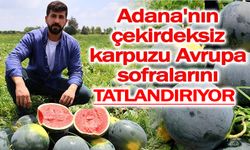Adana'nın çekirdeksiz karpuzu Avrupa sofralarını süslüyor