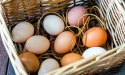 Tavuk yumurtası üretimi yüzde 7,1 arttı