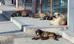 Altındağ Belediyesi'nden köpek ölümleriyle ilgili açıklama!