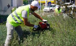 Lavantalardan bu yıl da organik ürünler üretilecek