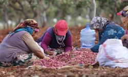 Antep fıstığını kavlatma mesaisi sürüyor